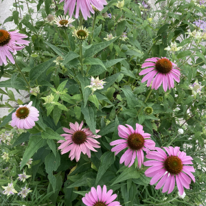 Photo showing purple echinacea and pale purple bee balm in a boulevard garden.